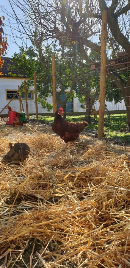 Casa Nikana Turcifal Dış mekan fotoğraf